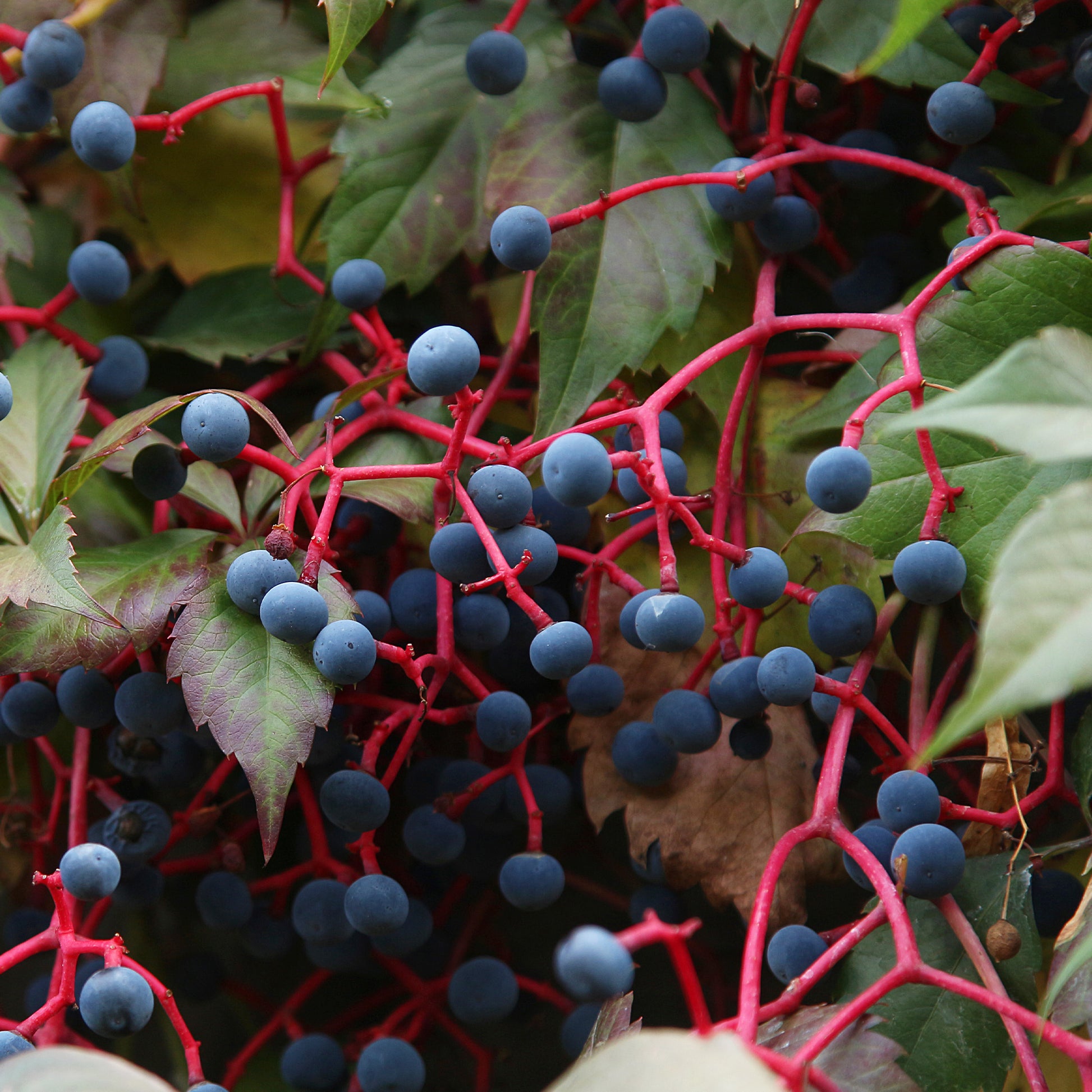 Vente Vigne vierge d'Engelmann