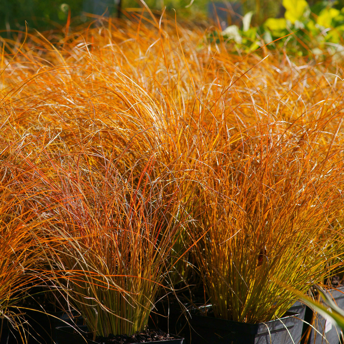 Carex testacea prairie fire - Laîche orange 'Prairie Fire' - Laîche - Carex