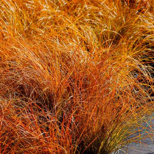 Laîche orange 'Prairie Fire' - Bakker