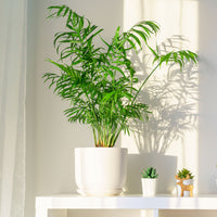 Vente Palmier des montagnes - Palmiers d'intérieur