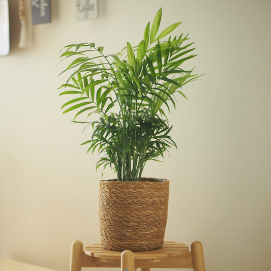 Palmier des montagnes - Bakker