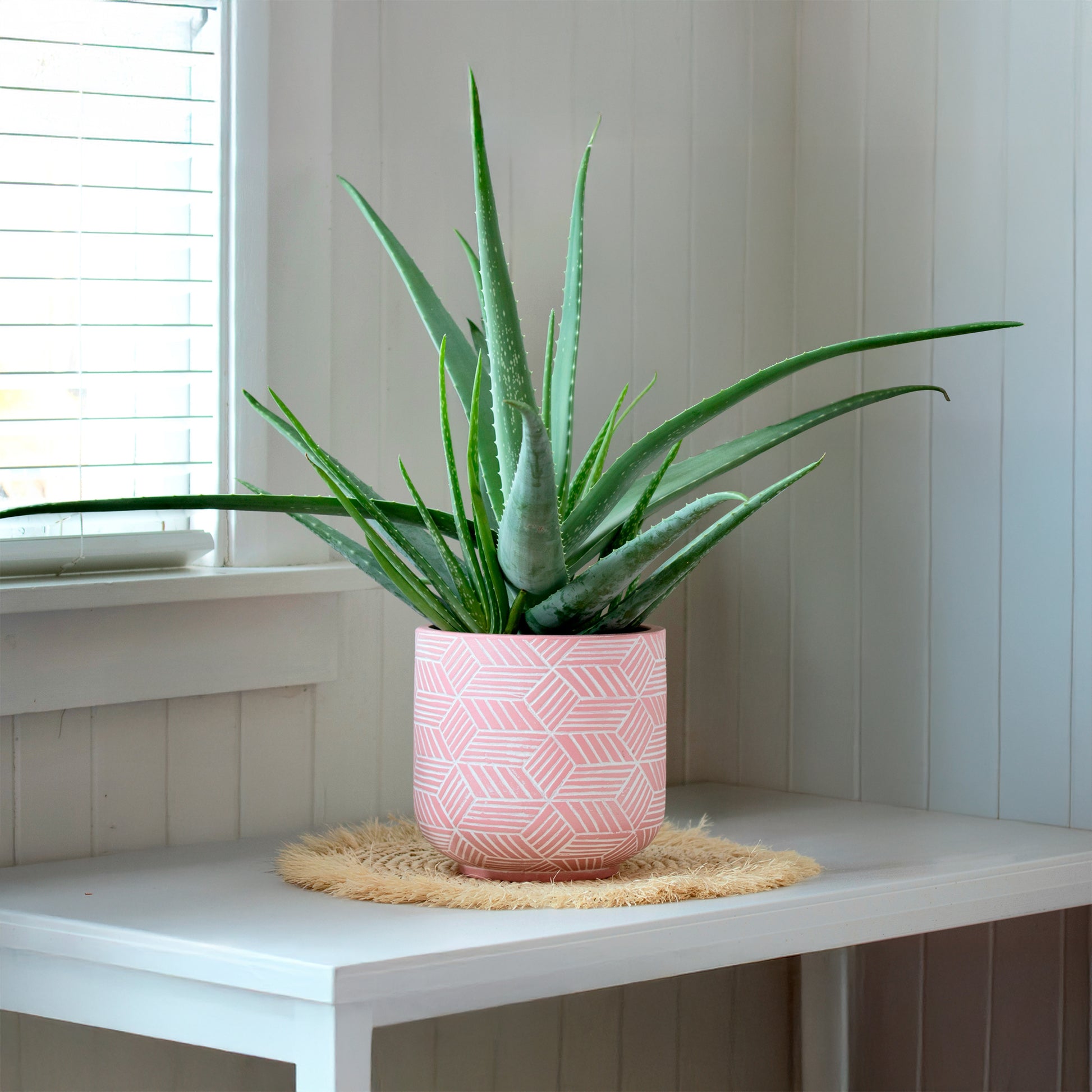 aloe vera plante prix Aloe vera