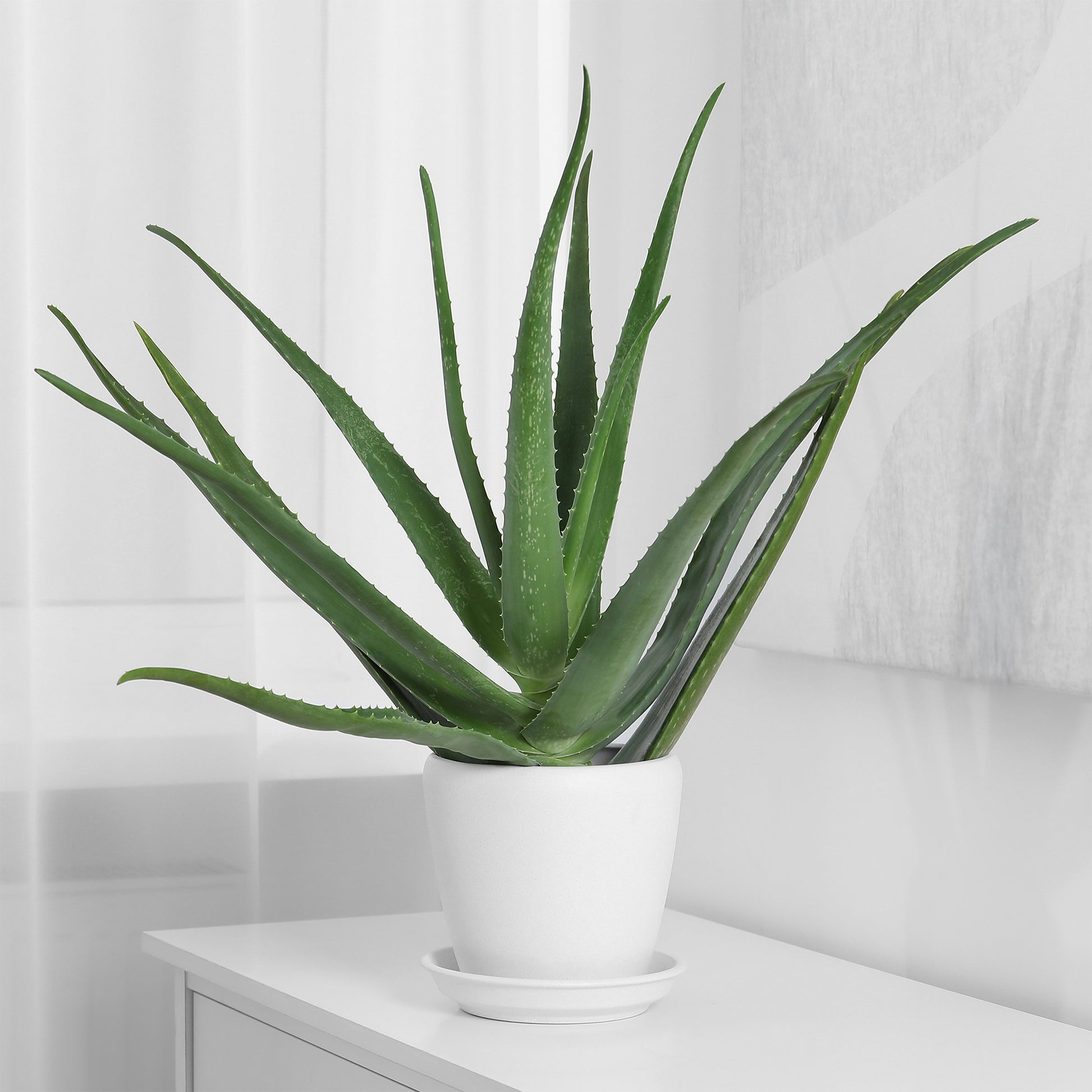 aloe vera plante prix Aloe vera