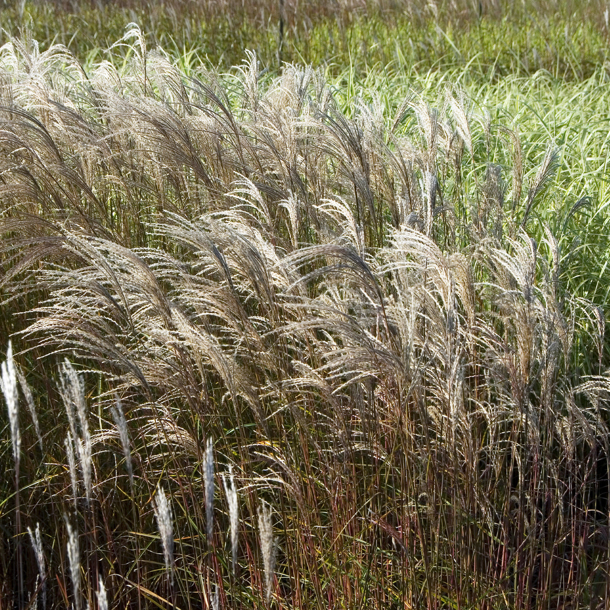 Miscanthus sinensis Adagio - Roseau de Chine 'Adagio' - Eulalie - Miscanthus