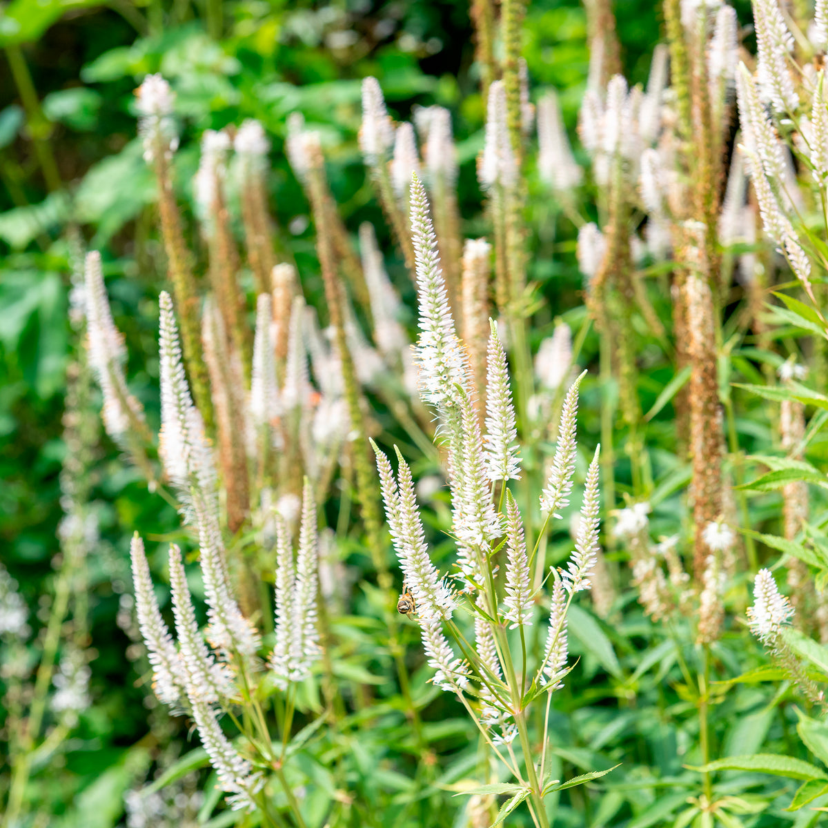 Panicum virgatum,Sesleria autumnalis, Allium sphaerocephalon,Veronicastrum virginicum, Sanguisorba officinalis       - 5 Vivaces pour prairie fleurie - Plantes vivaces