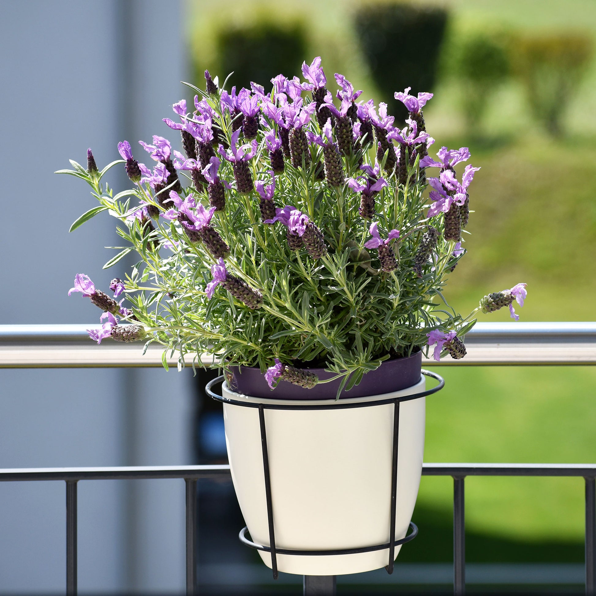Lavandula stoechas 'anouk' - Lavande papillon 'Anouk' - Lavande