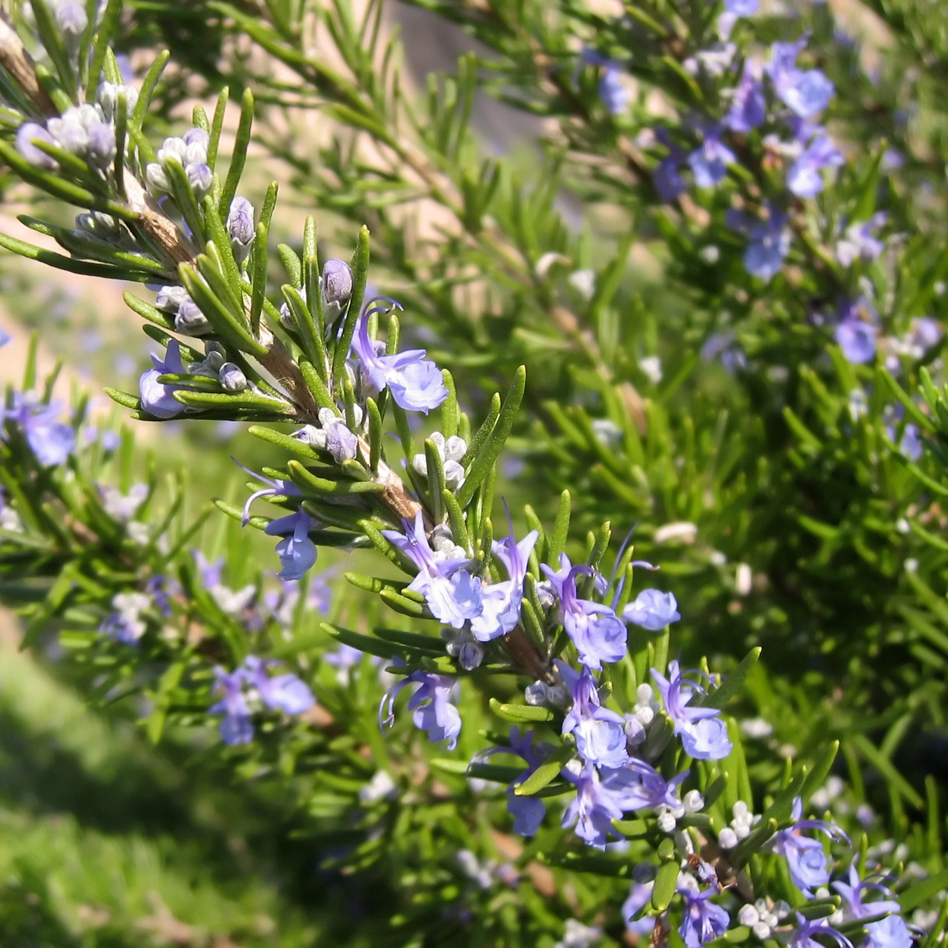 Rosmarinus officinalis - Romarin officinale - Romarin