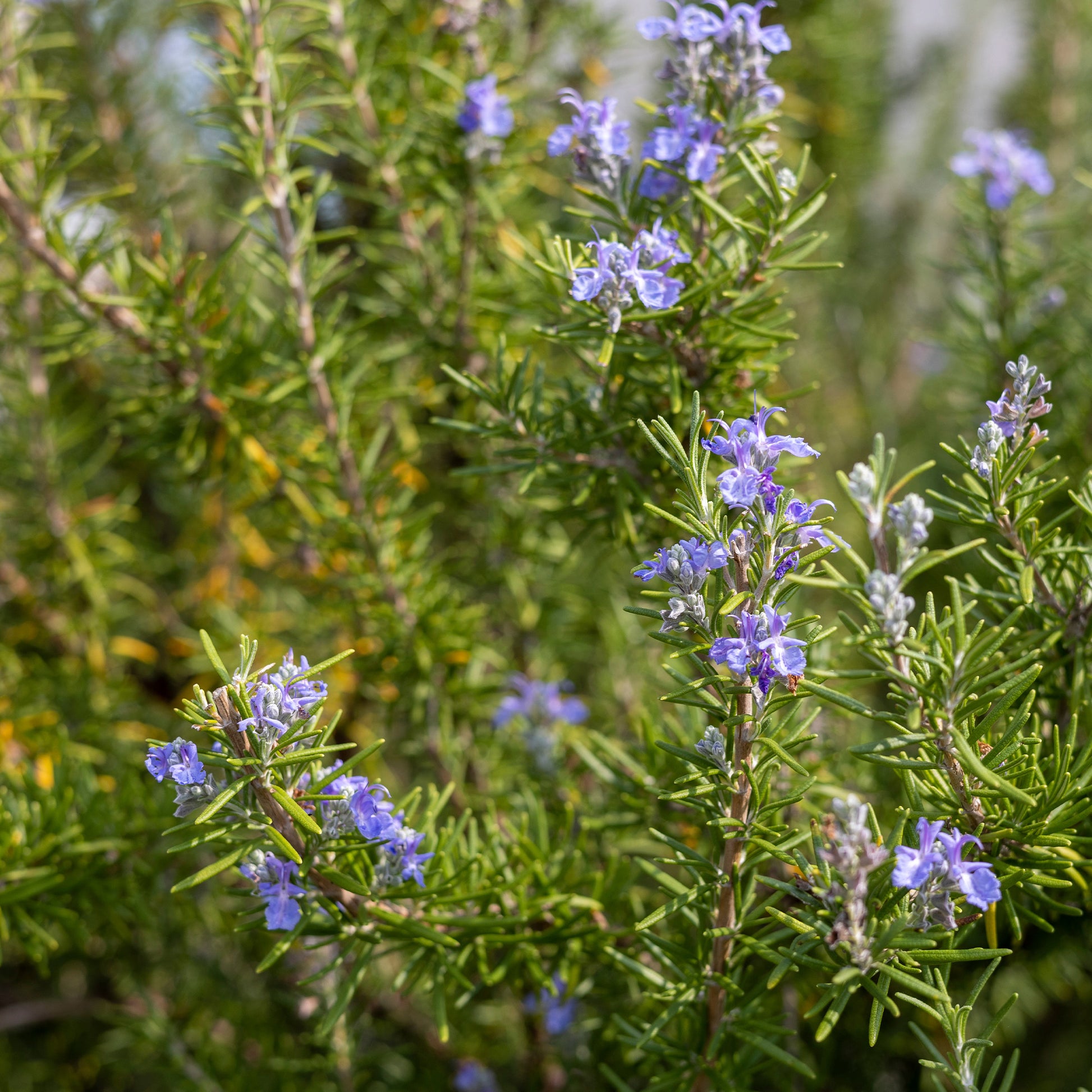 Vente Romarin officinale - Rosmarinus officinalis