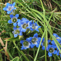 Gentiana sino-ornata - Gentiane chinoise d'automne - Vivaces fleuries