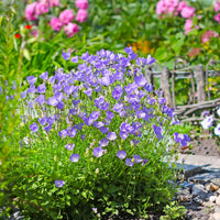 Campanules - Campanule des Carpates - Campanula carpatica