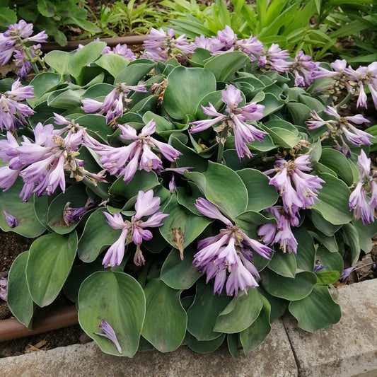 Hosta 'Blue Mouse Ears' - Bakker