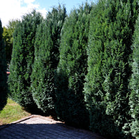 Arbustes de haie - Faux Cyprès de Lawson 'Columnaris' - Chamaecyparis lawsonia Columnaris