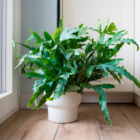 Vente Fougère 'Blue Star' - Phlebodium blue star