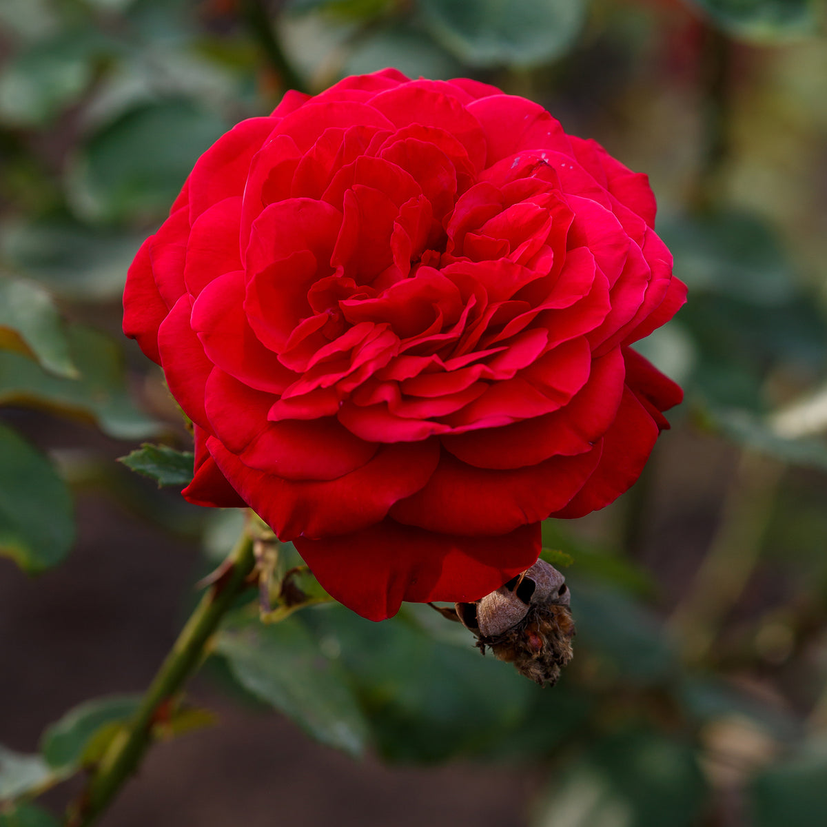 Rosier à grandes fleurs 'Dame de Coeur' - Rosa dame de cœur, rosa queen of hearts, rosa herz-dame - Bakker