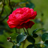 Rosier à grandes fleurs 'Dame de Coeur' - Bakker