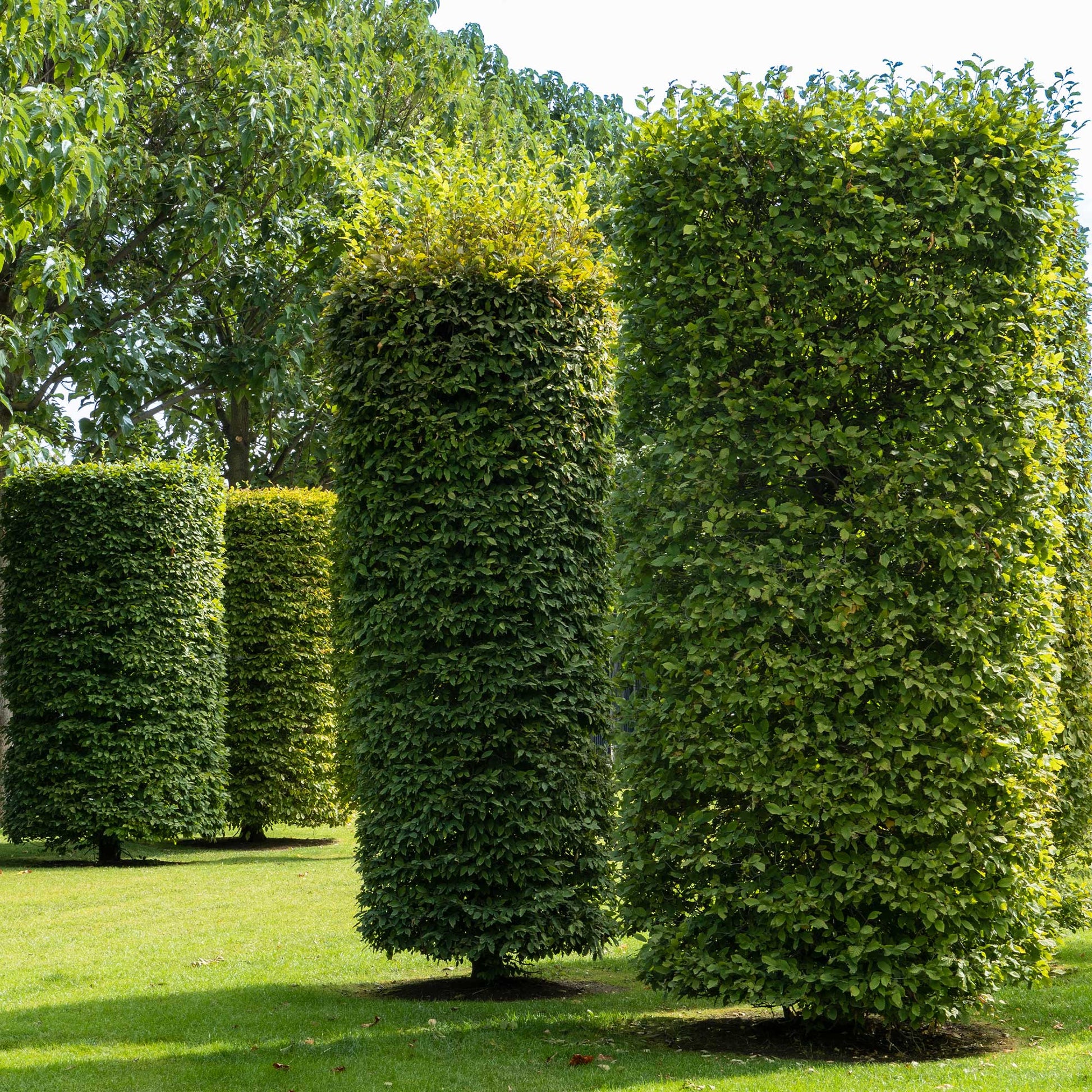 Carpinus betulus - Charme commun - Charme