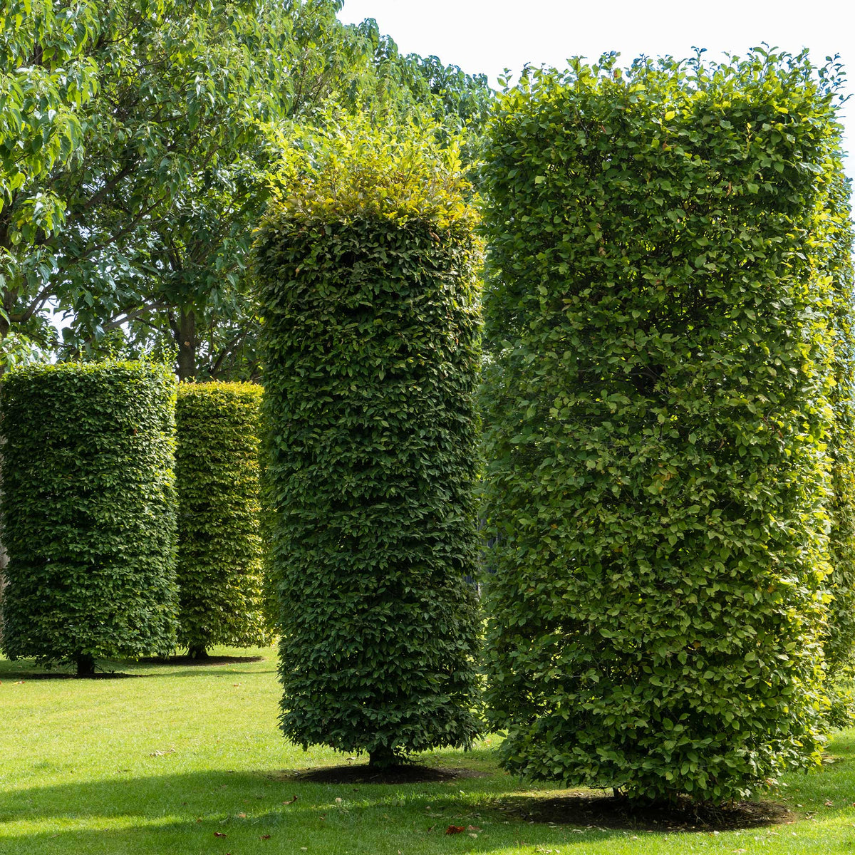 Charme - Charme commun - Carpinus betulus
