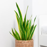 Sansevieria - Sansevière 'Futura Superba' - Sansevieria futura Superba