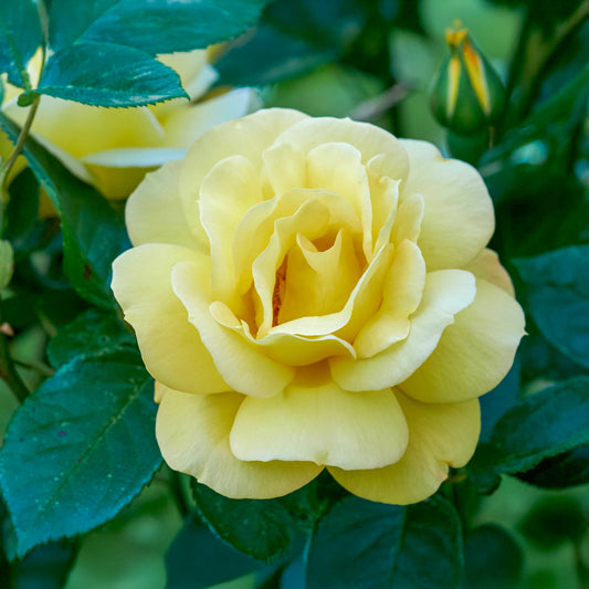 Rosier à massif 'Arthur Bell' - Bakker