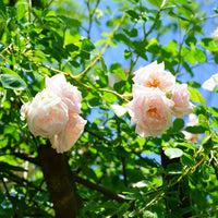 Rosier grimpant 'New Dawn' - Rosa new dawn - Bakker