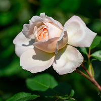 Rosa new dawn - Rosier grimpant 'New Dawn' - Rosiers grimpants
