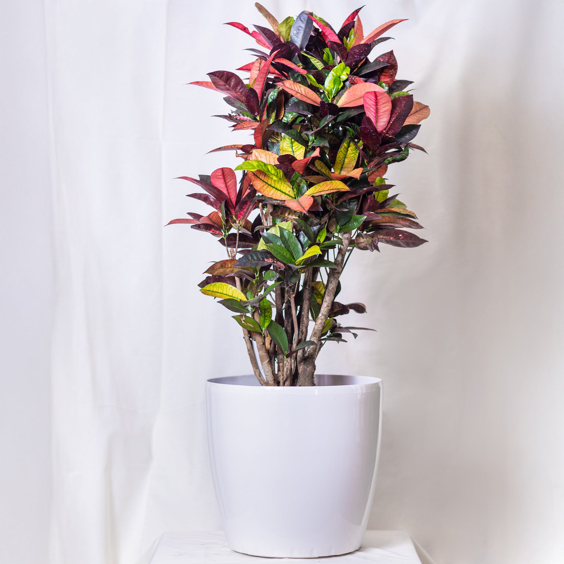  - Croton 'Mrs Iceton' - Codiaeum variegatum mrs. iceton