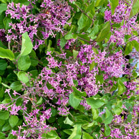 Lilas nain  'Dark Purple' - Syringa pubescens microphylla Bloomerang Dark Purple - Bakker