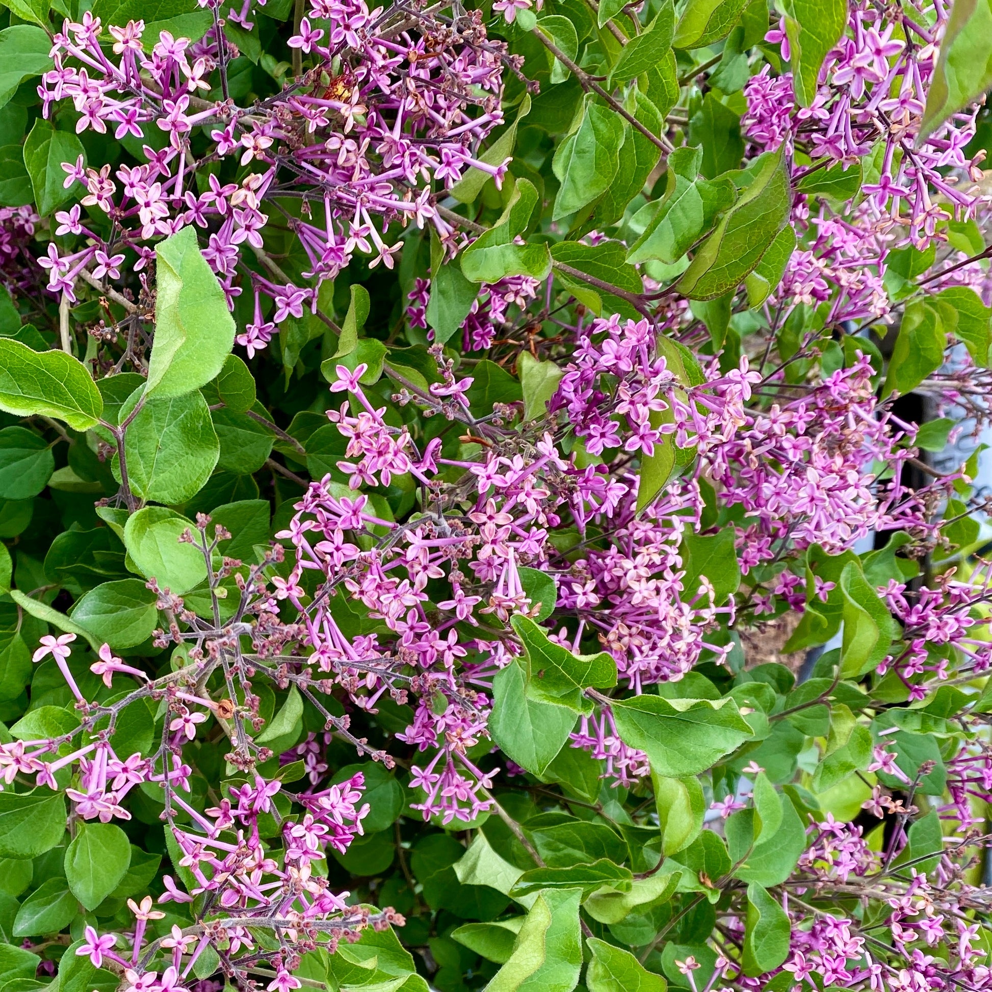 Lilas nain  'Dark Purple' - Syringa pubescens microphylla Bloomerang Dark Purple - Bakker