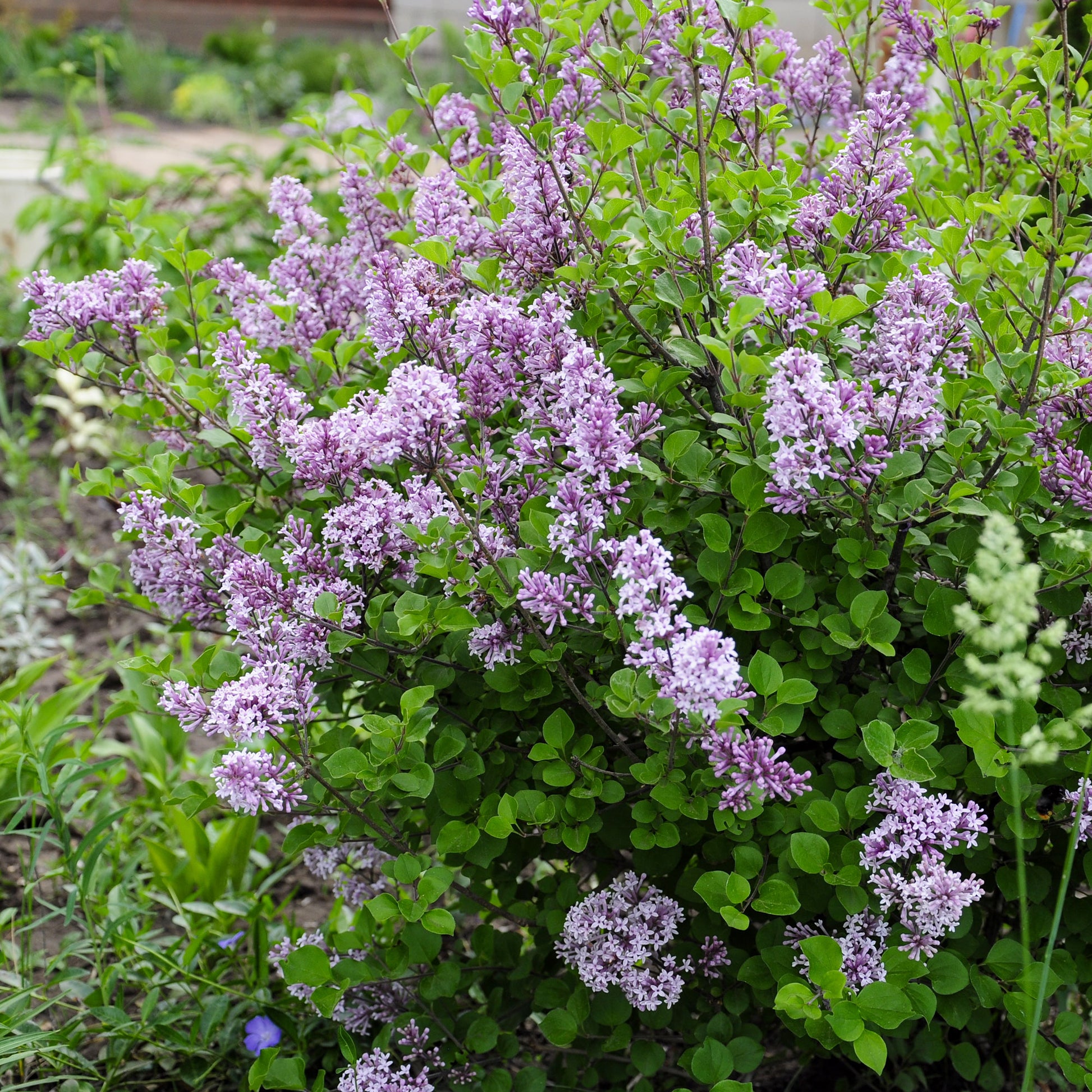 Syringa pubescens microphylla Bloomerang Dark Purple - Lilas nain  'Dark Purple' - Lilas