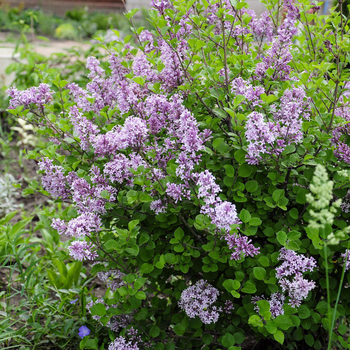 Lilas - Lilas nain  'Dark Purple' - Syringa pubescens microphylla Bloomerang Dark Purple