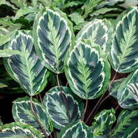 Calathea - Calathea 'Medaillon' XL - Calathea medaillon