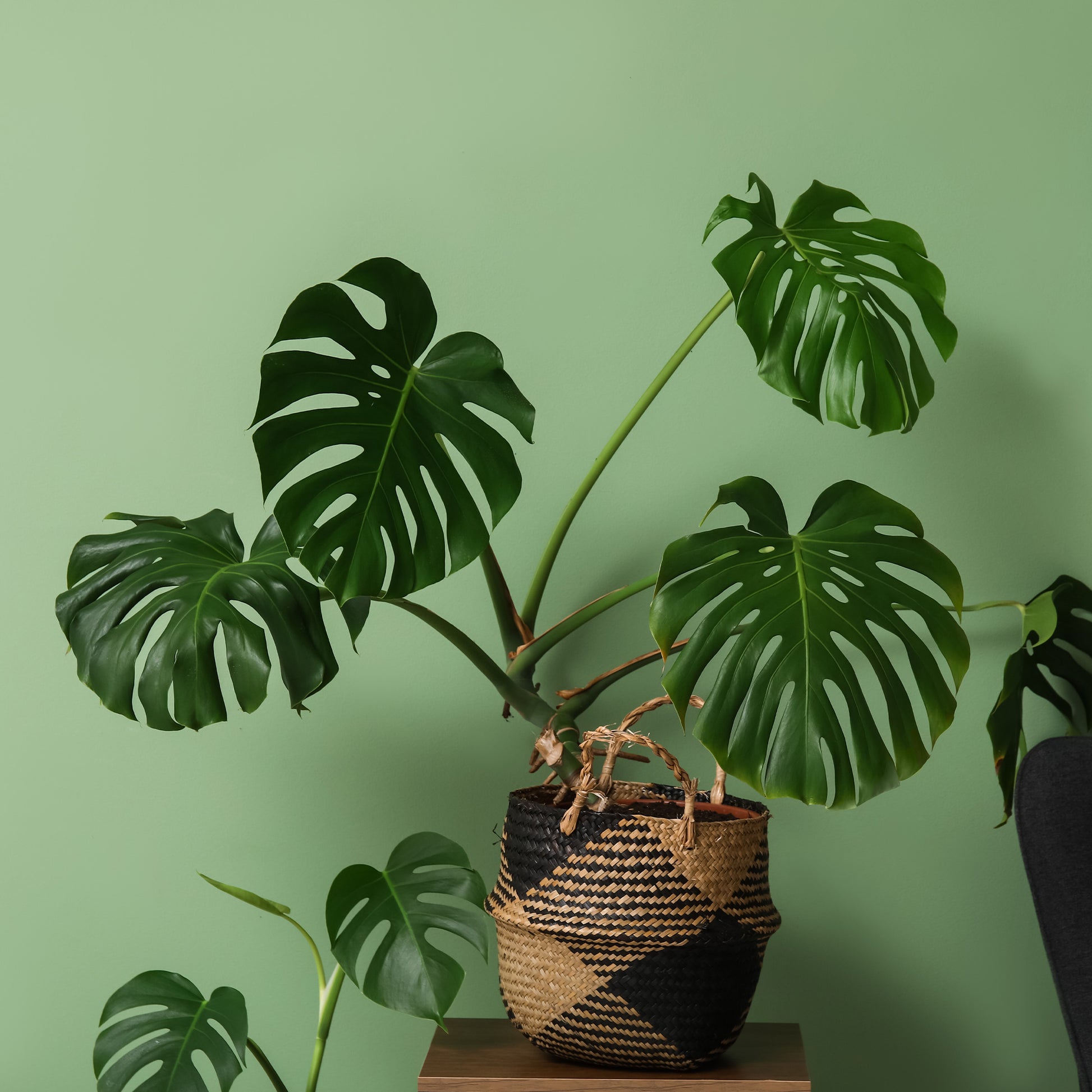 Monstera deliciosa - Philodendron Monstera deliciosa - Plante à trous - Monstera