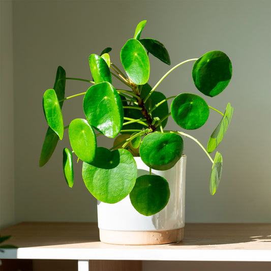 Pilea peperomioides - Bakker