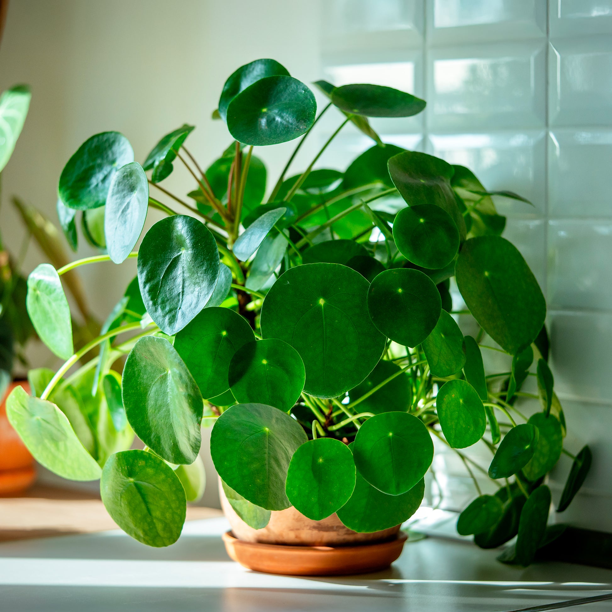 Plantes vertes d'intérieur - Pilea peperomioides - Pilea peperomioides