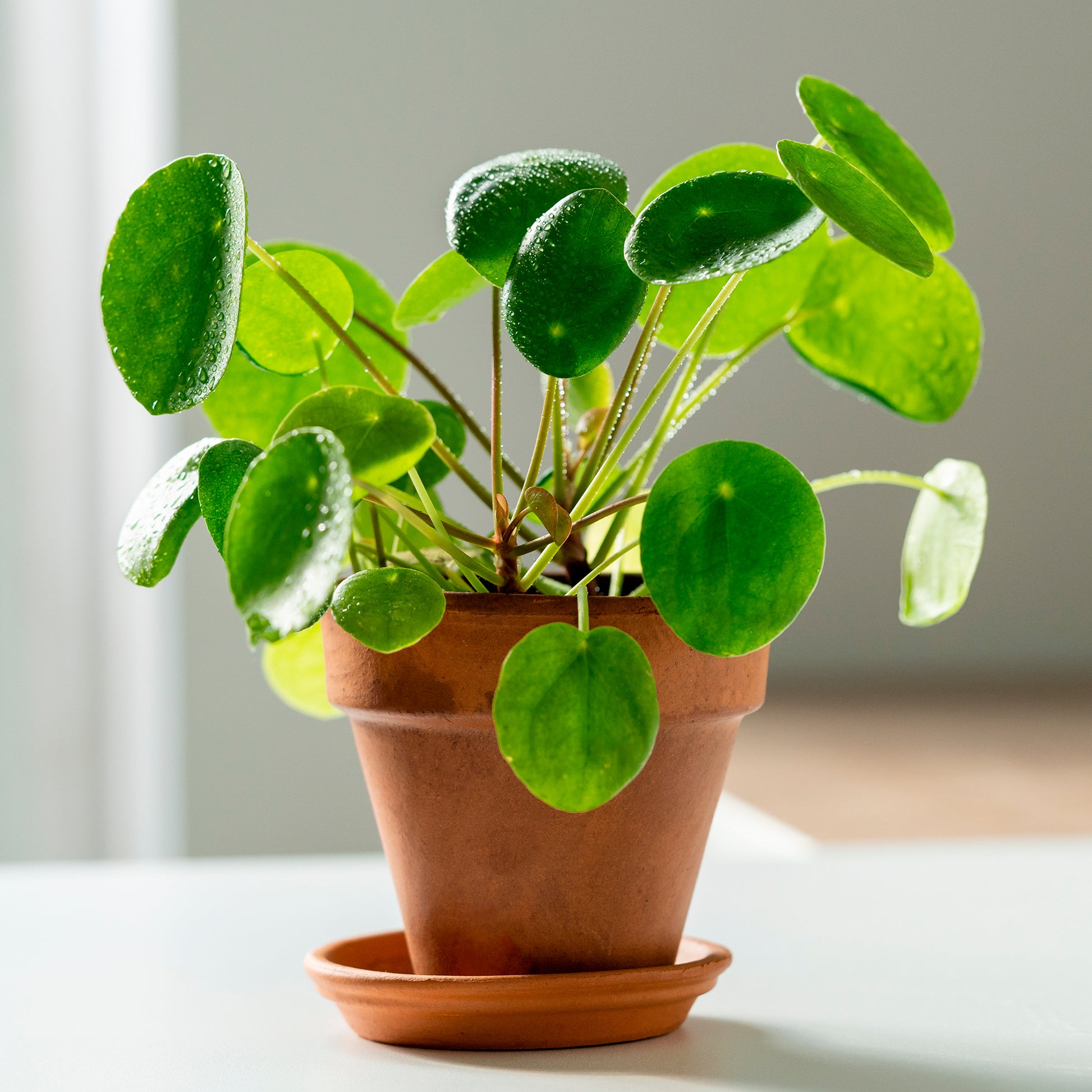 Vente Pilea peperomioides - Pilea peperomioides