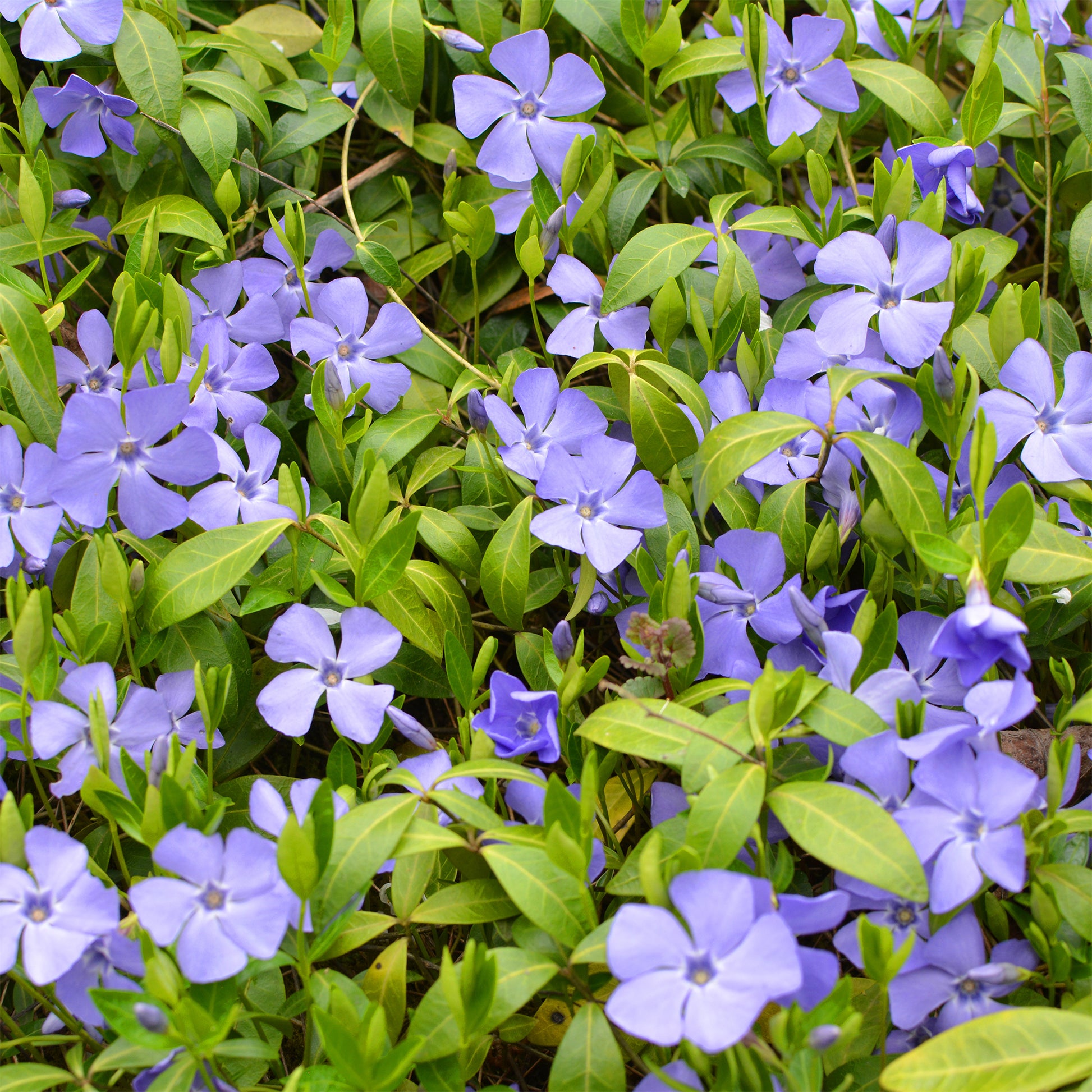 Vente Petite pervenche - Vinca minor
