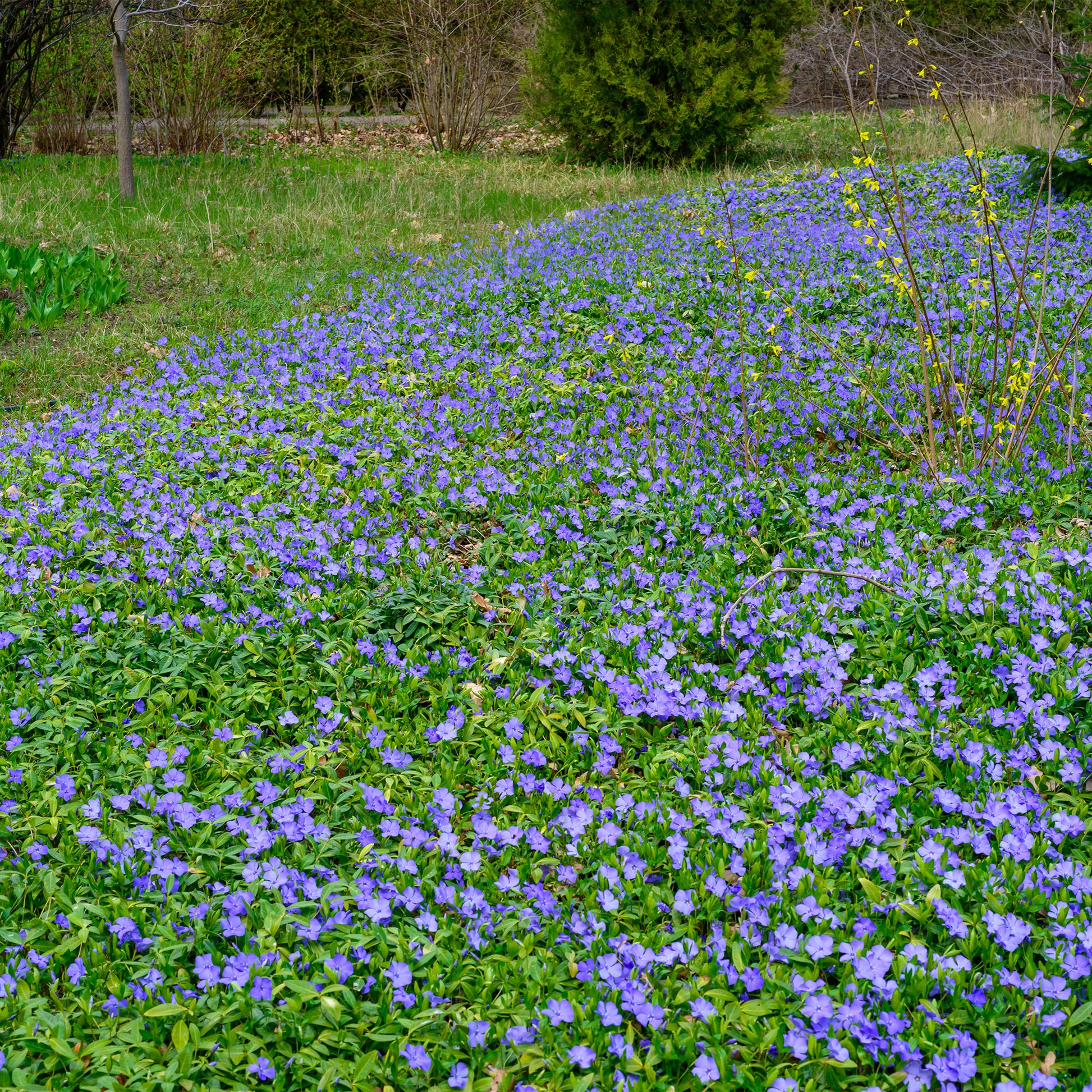 Pervenche - Petite pervenche - Vinca minor