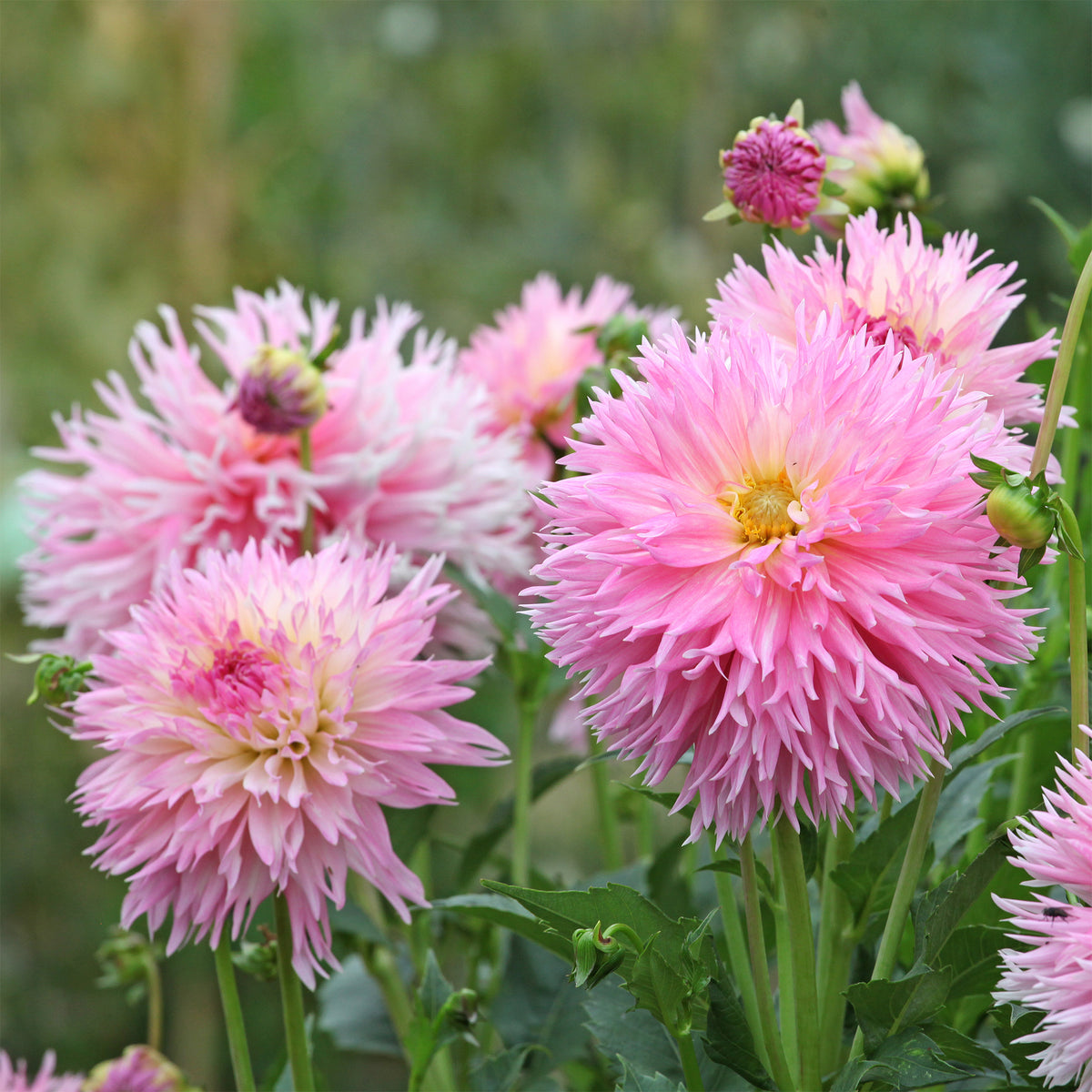 3 Dahlias cactus dentelle Nadia Ruth - Bakker