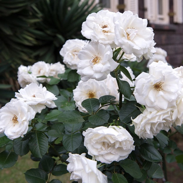 Rosier Princesse de Galles ® Hardinkum - Bakker