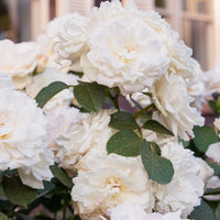 Rosiers - racines nues - Rosier Princesse de Galles ® Hardinkum - Rosa floribunda princesse de galles ® hardinkum