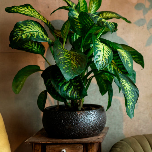 Dieffenbachia 'Tropic Snow' - Bakker