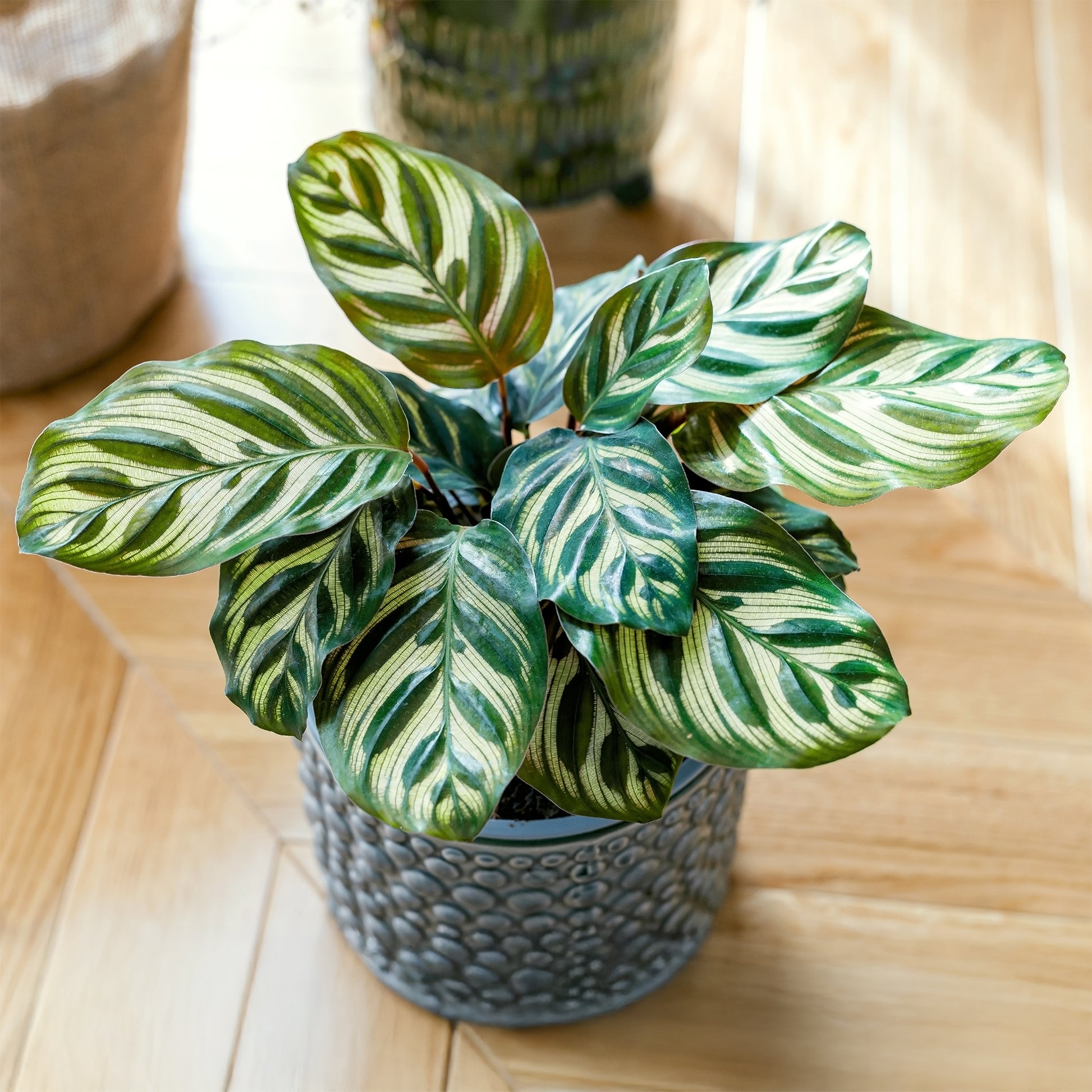 Calathea  makoyana - Bakker