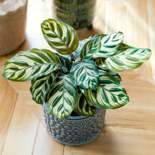 Calathea  makoyana