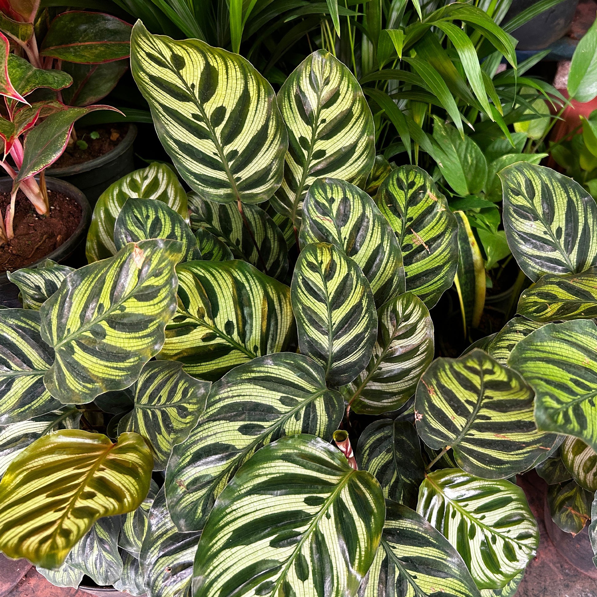 Calathea  makoyana - Calathea makoyana - Bakker