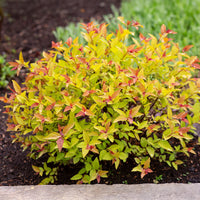 Spirée 'Goldflame' - Bakker