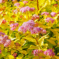 Arbustes de haie - Spirée 'Goldflame' - Spiraea japonica goldflame