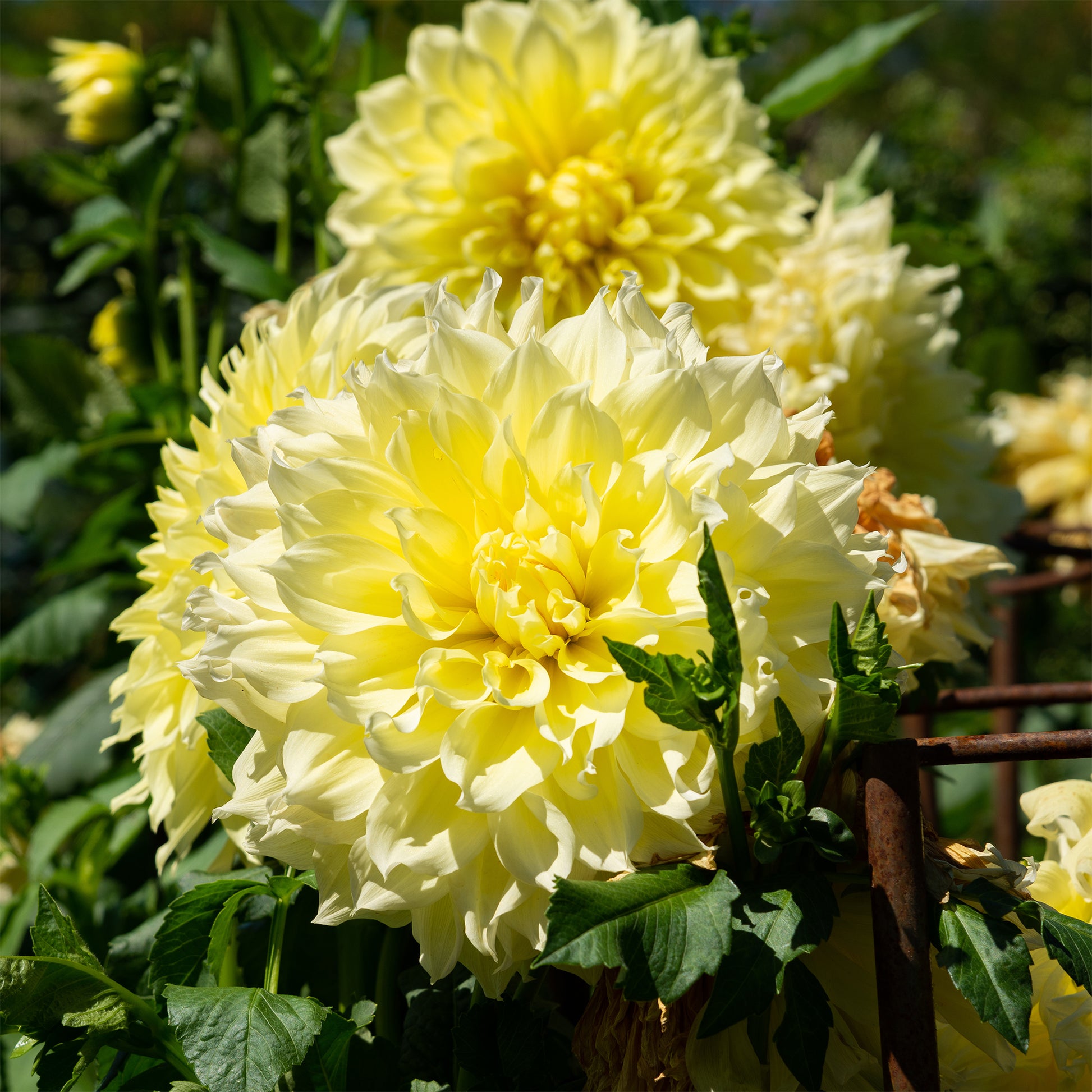 3 Dahlias Kelvin Floodlight - Dahlia 'kelvin floodlight' - Bakker