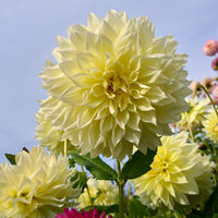 Dahlia 'kelvin floodlight' - 3 Dahlias Kelvin Floodlight - Bulbes de Dahlia