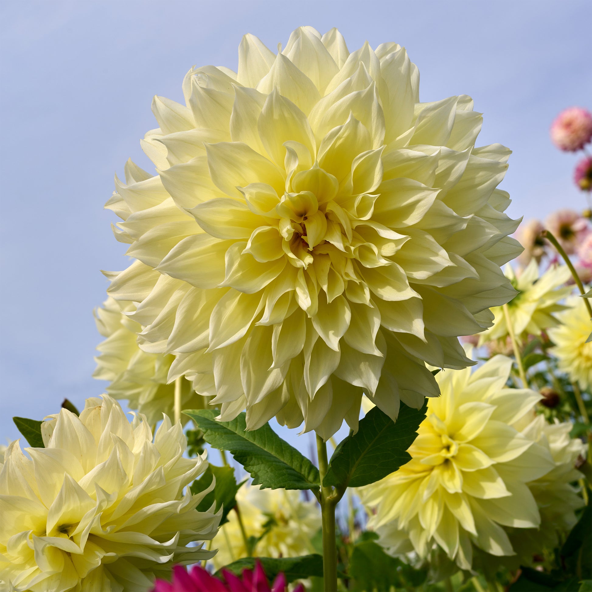 Dahlia 'kelvin floodlight' - 3 Dahlias Kelvin Floodlight - Bulbes de Dahlia