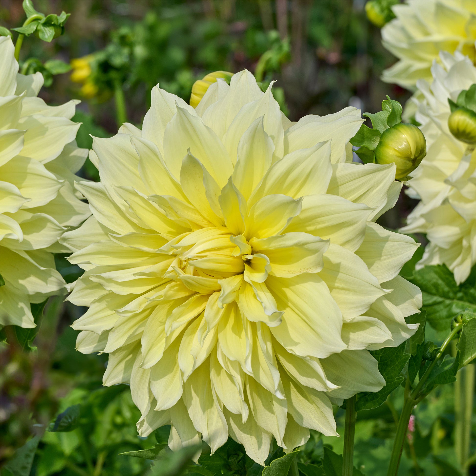 Bulbes de Dahlia - 3 Dahlias Kelvin Floodlight - Dahlia 'kelvin floodlight'